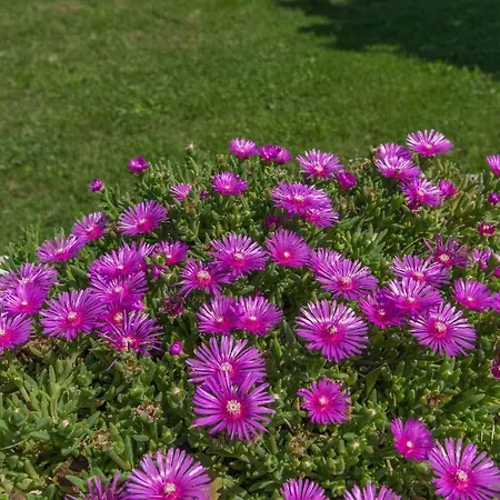 Nyaraló House Ulika Šišan